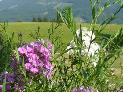 Bild 19 aus  Der Adlerhof