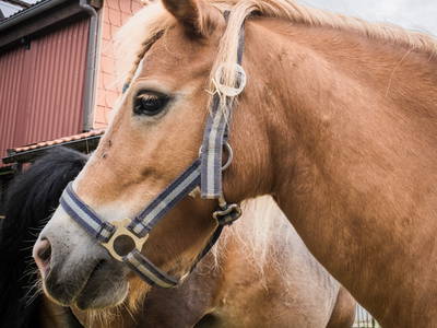 Bild 5 aus  Ferienhof Ritter im Harz