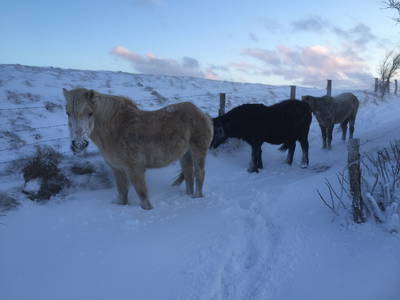 Bild 8 aus  Ferienhof Lorenzen