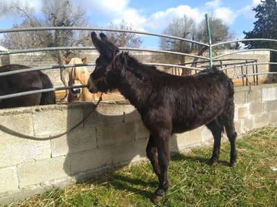 Bild 42 aus  Urlaub auf dem Lande zwischen den zwei Meeren - Apulien - Salento