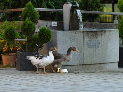 Bild 50 aus  Urlaub am Regen - Biobauernhof Dirnberger