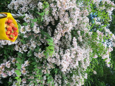 Bild 33 aus  Schelterhof