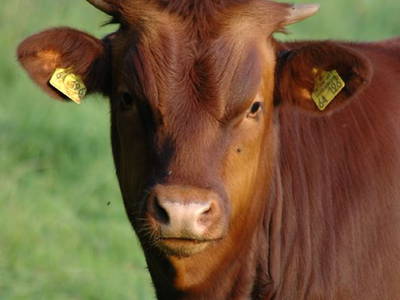 Bild 17 aus  Hof Carmshausen & Pension Hotze