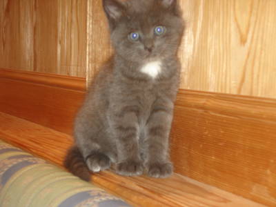 Bild 12 aus  Moar am Hof