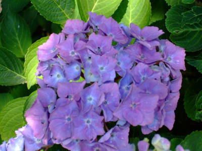 Hortensie