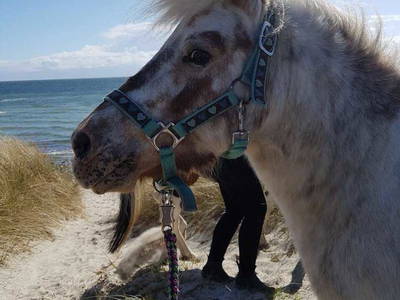 Bild 22 aus  Bauernhof Claussen Fehmarn