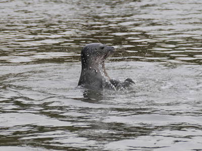 Bild 16 aus  Hamkenshof