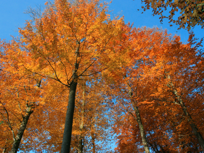 Bild 11 aus  Bierpeterhof