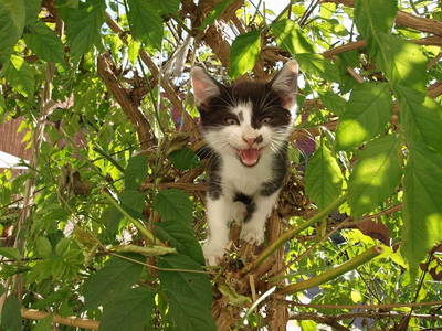 Bild 12 aus  Ferienbauernhof Storchenhäusle