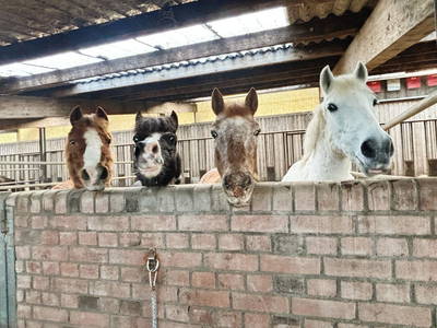 Bild 13 aus  Reiterhof Tramm