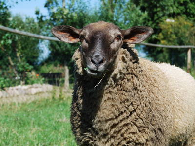 Bild 39 aus  Ahoi Ostsee:  Bauernhof und OstseeUrlaub - Ferienhof Becker in Dahme