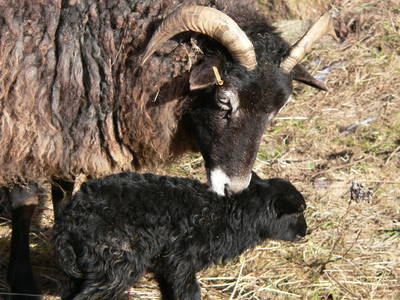 Bild 23 aus  Grenzer Ökohof