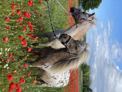 Bild 21 aus  Erlebnis-Bauernhof Kliewe auf der Insel Rügen