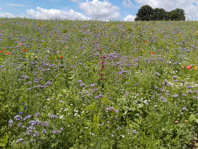 Bild 8 aus  Ferienwohnung Flender