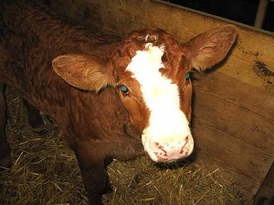 Bild 4 aus  Ferienhaus Labbronnerhof