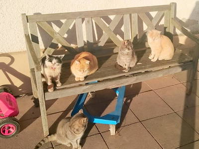 Bild 16 aus  Willkommen bei Familie Gutmann  auf dem Itzenwaldhof