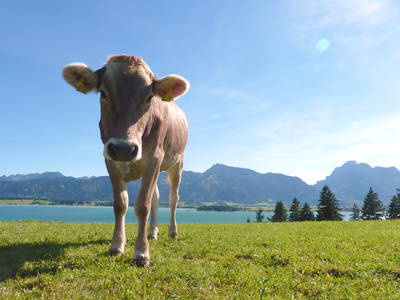 Bild 12 aus  "Salenberghof"