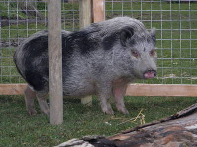 Bild 31 aus  Ahoi Ostsee:  Bauernhof und OstseeUrlaub - Ferienhof Becker in Dahme