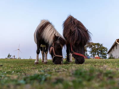 Bild 12 aus  Ferienhof Nordseeblick ****