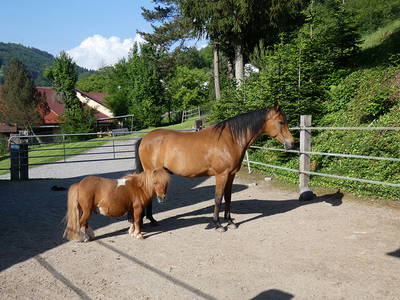 Bild 6 aus  Pension Muserhof