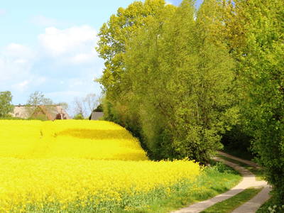 Rapsfeld am Kirchenweg in Prasdorf