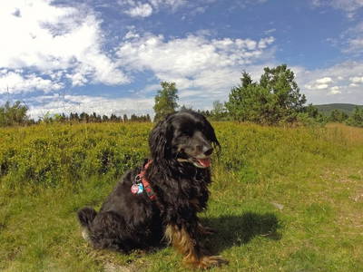 Bild 30 aus  Landurlaub im Sauerland auf dem Ferienhof Verse
