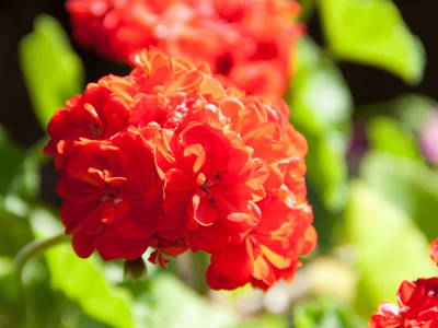 Bild 17 aus  Moarhof