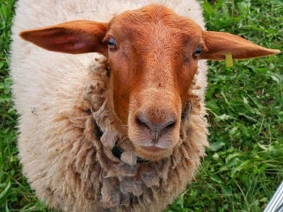 Bild 131 aus  Allgäu Bergferienhof