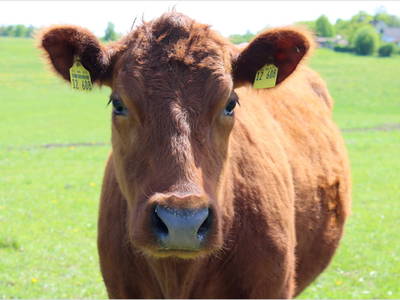 Bild 29 aus  Bauernhofurlaub auf Larbigs Art