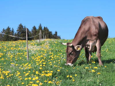 Bild 17 aus  Ferienhof Miller