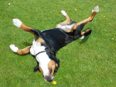 Bild 13 aus  Ferienbauernhof Mau