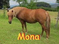 Bild 21 aus  Gasthof zum Grünen Baum