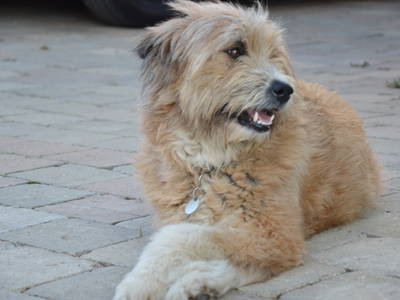 Bild 17 aus  Stüblehof - Familie Mock