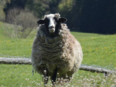 Bild 47 aus  Weidererhof