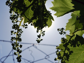 Bild 40 aus  Winzerhof Bregler