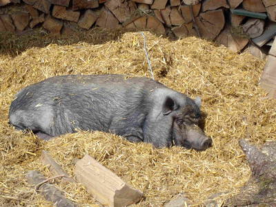 Bild 7 aus  Bio Ferienhof Teufelsberg GbR