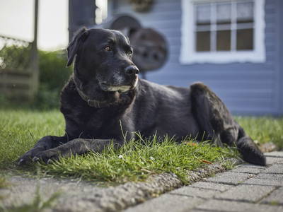 Bild 16 aus  Ferienhof Schmeling