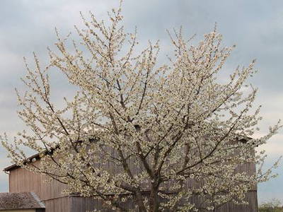 Bild 10 aus  Georgihof