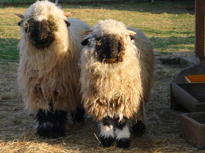 Bild 30 aus  LandSelection Grieshof