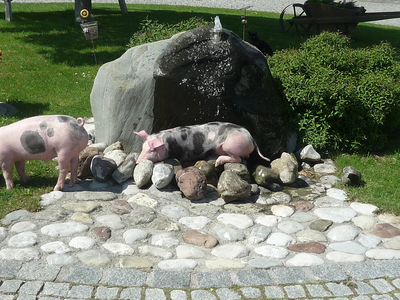 Bild 12 aus  Ferienhof Greis