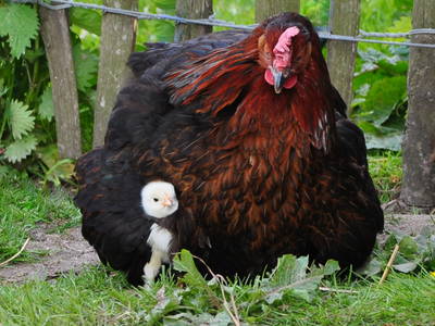 Bild 15 aus  Braunsberger Höfe