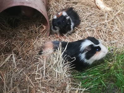 Bild 18 aus  Renas Ferienhof