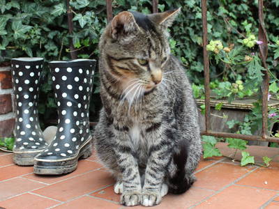 Bild 14 aus  Ferienhof Greggersen