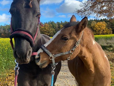 Unsere Pferde Pedro und Pablo