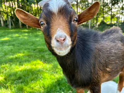 Bild 5 aus  Ponyhof Goldenstein