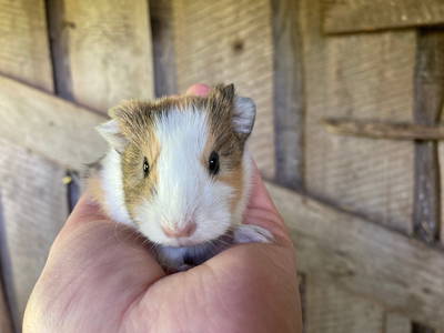 Der jüngste Hofbwohner - erst 3 Tage alt ...