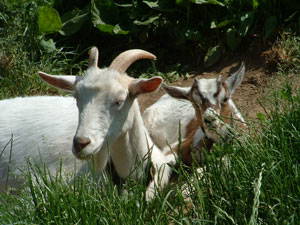 Bild 13 aus  Landhaus Rombach