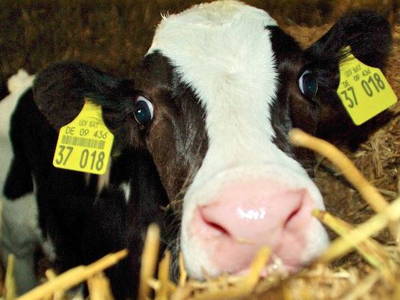 Bild 9 aus  Birkenhof