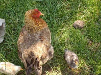 Bild 8 aus  Bio Ferienhof Teufelsberg GbR