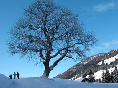 Bild 12 aus  Alpenrösle Ferienwohnungen